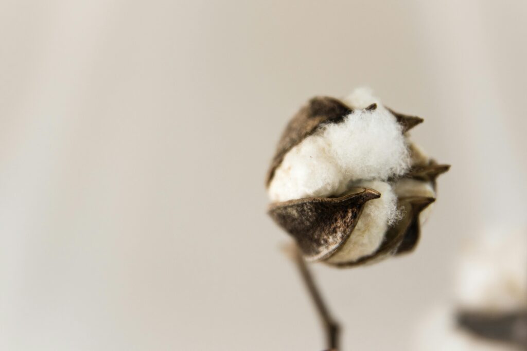 Close-up of a cotton boll showing natural texture against a soft, neutral background.